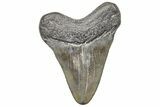 Juvenile Megalodon Tooth - South Carolina #195967-1